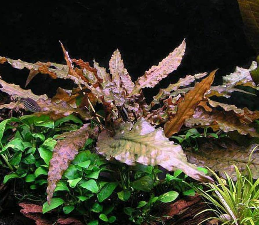 Cryptocoryne wendtii ’Mi Oya’ na Środkowy Plan In Vitro Kubek 6cm.jpg